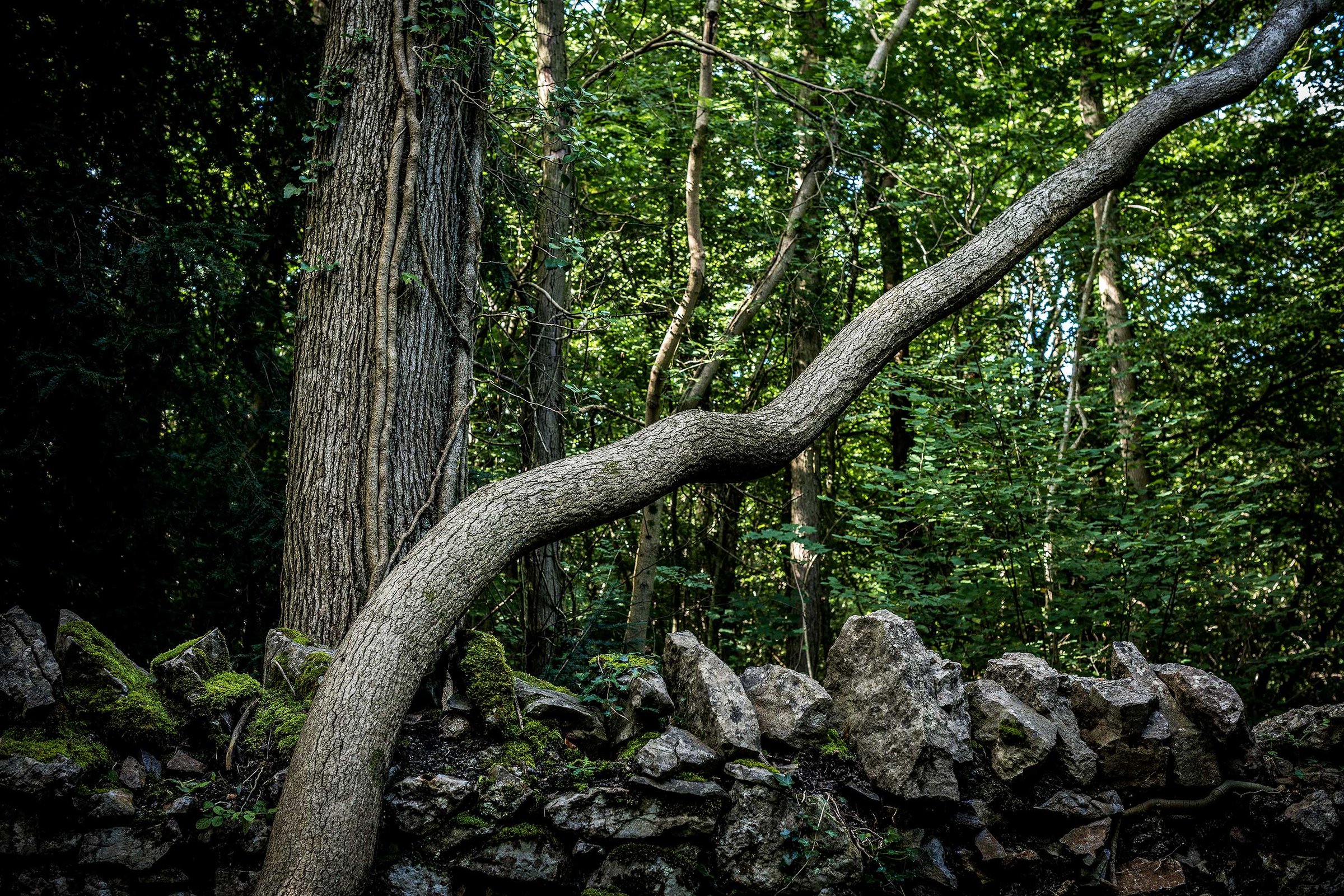 A curved tree trunk arches over a mossy stone wall in a dense green woodland.