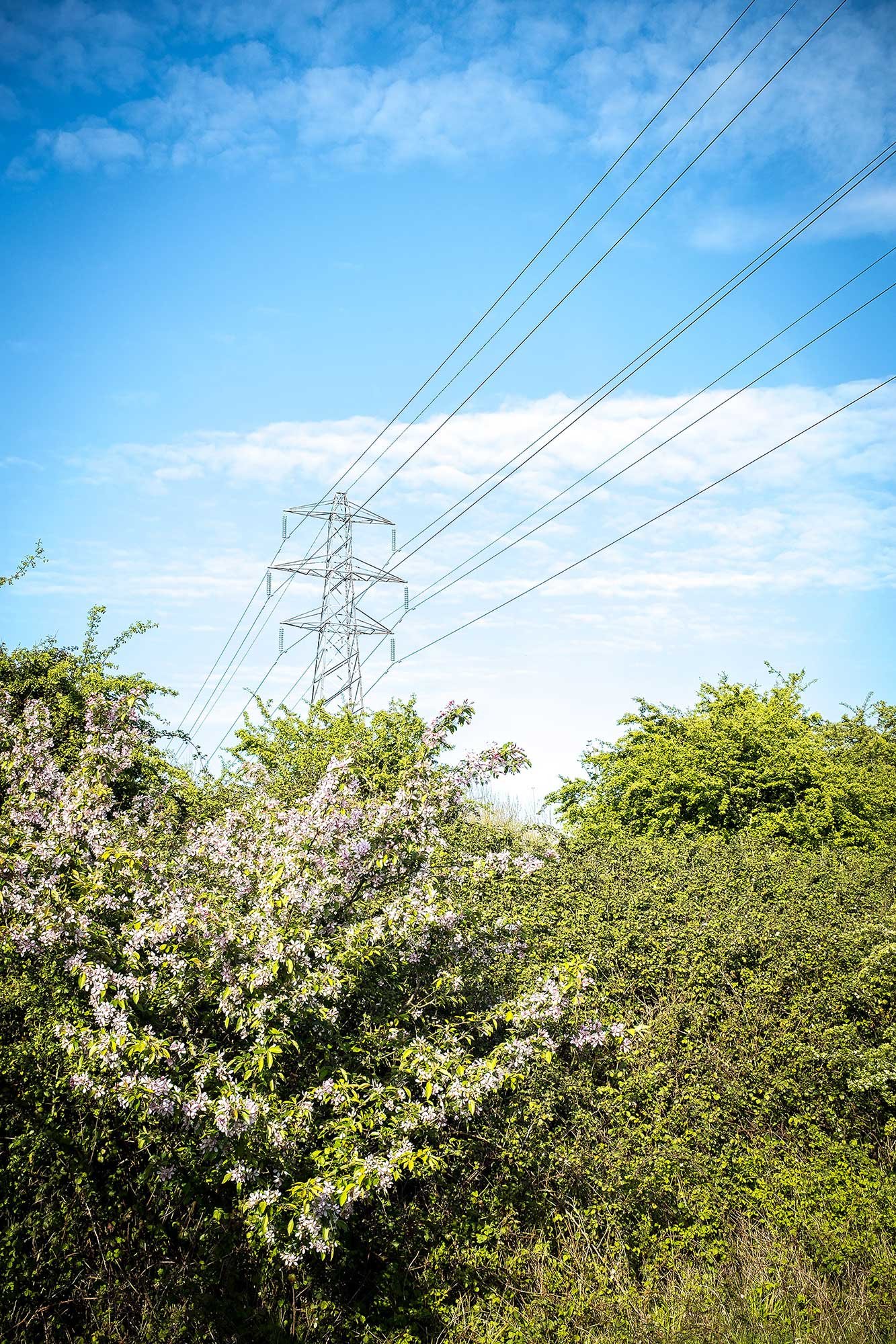 Pylon and spring blossom