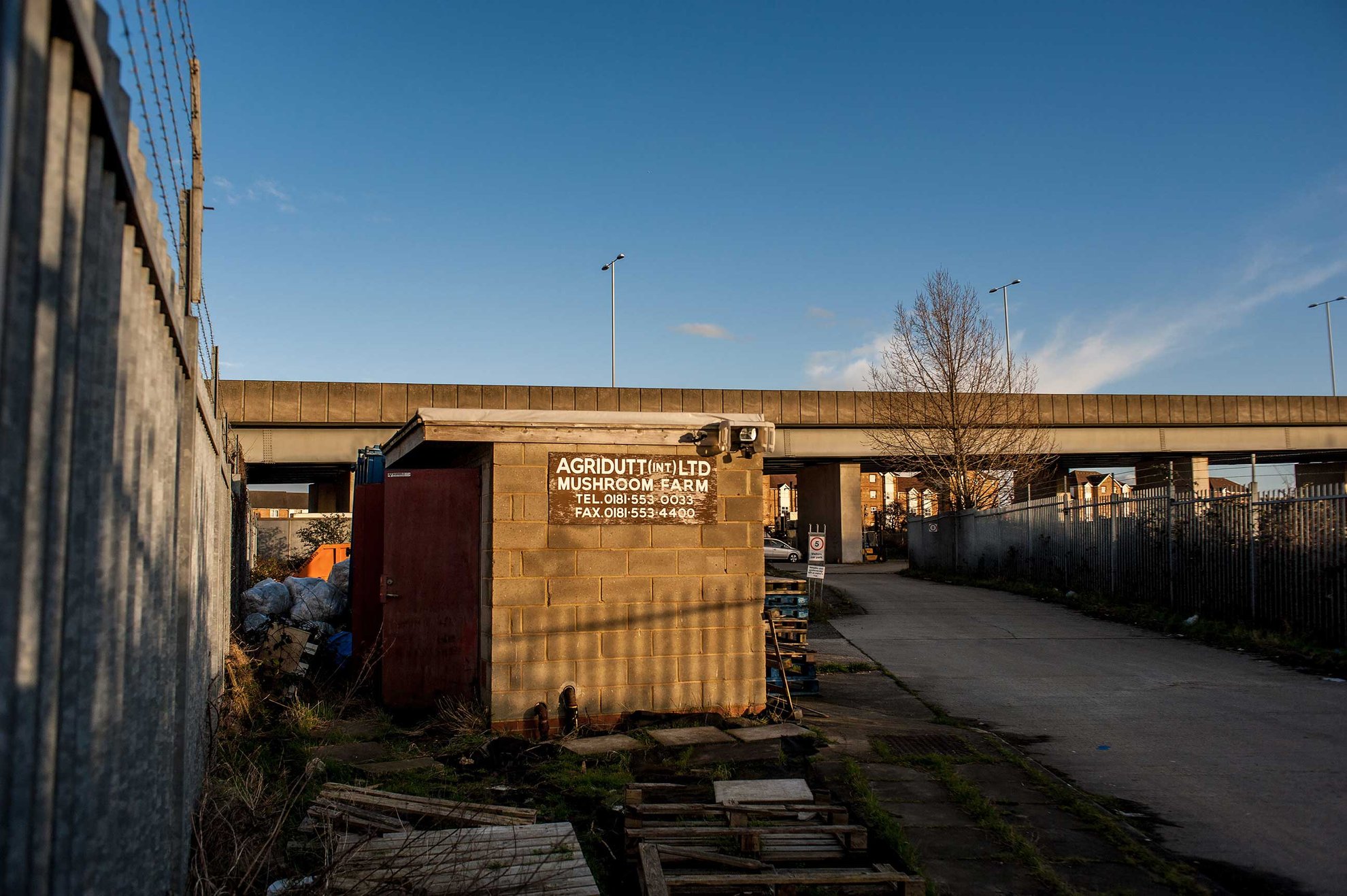 Agridutt Mushroom Farm