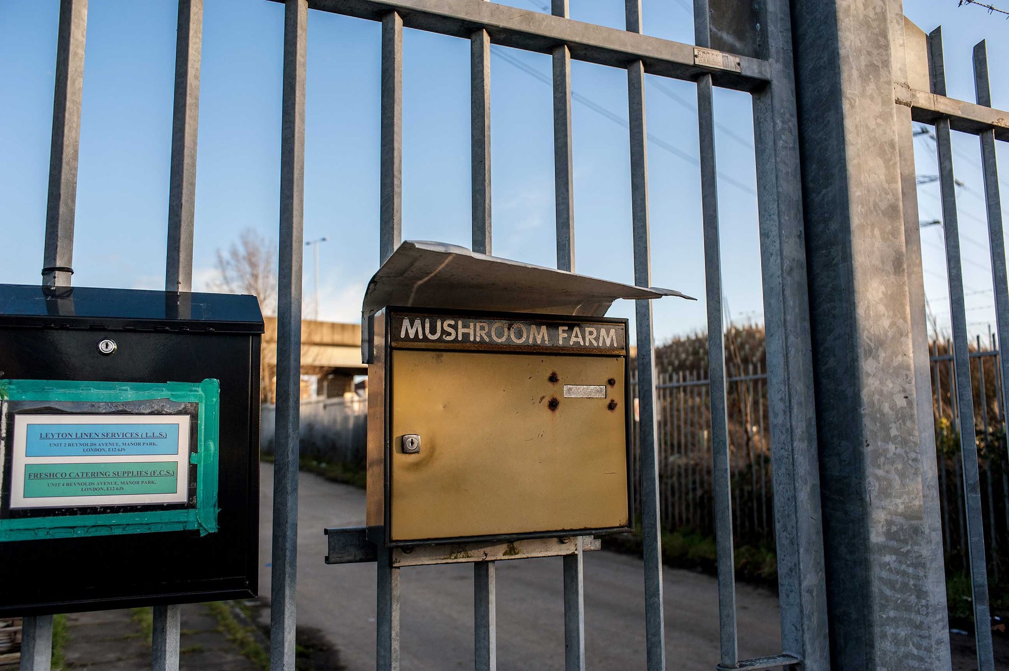 Agridutt Mushroom Farm