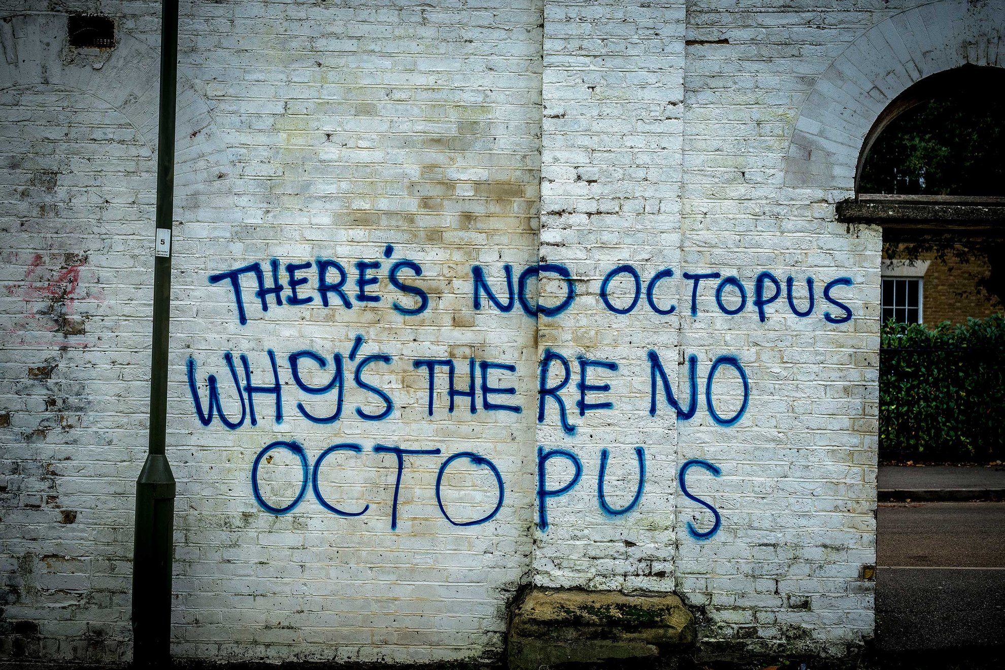 There’s No Octopus. Why’s There No Octopus?