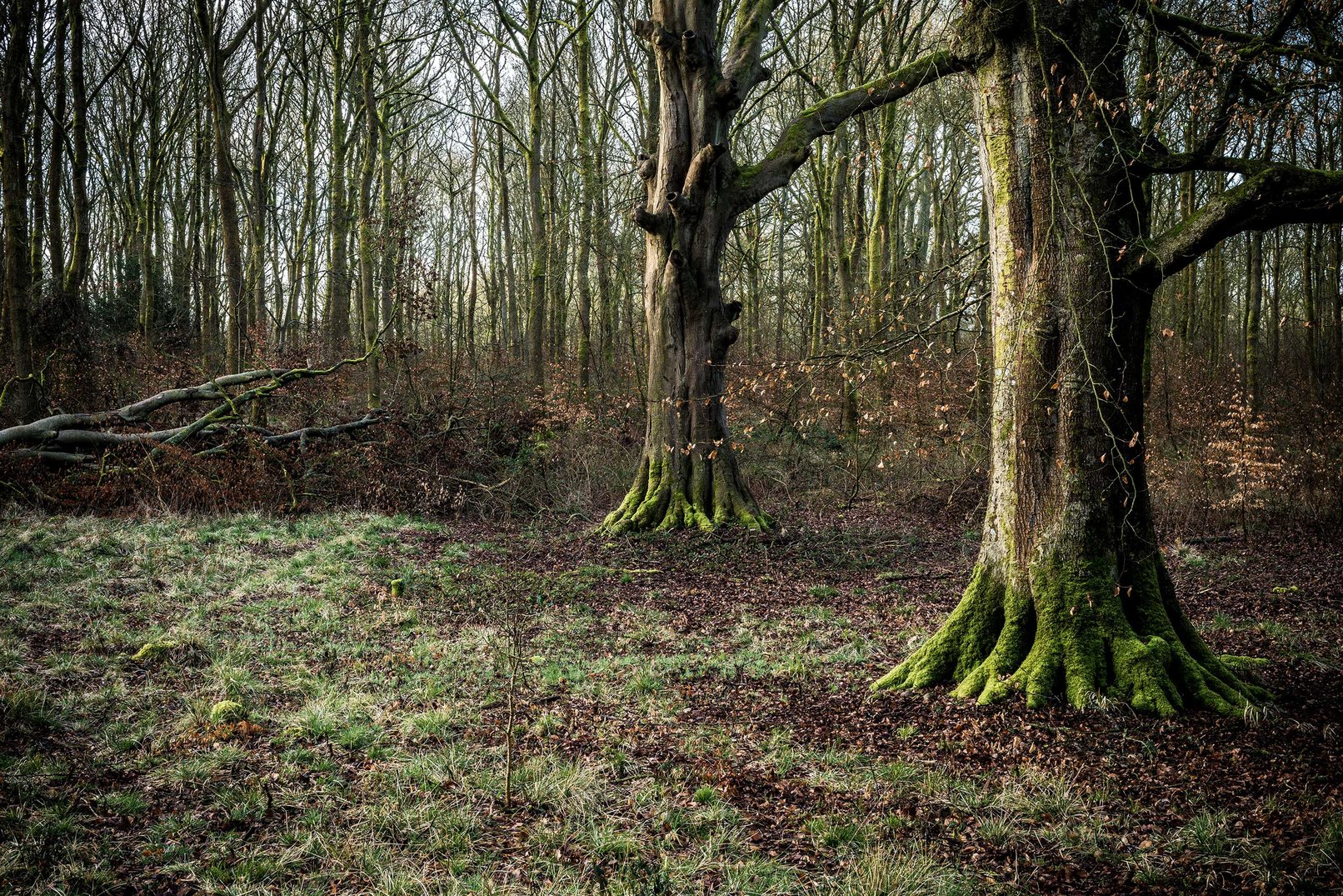 Savernake Forest, Wiltshire