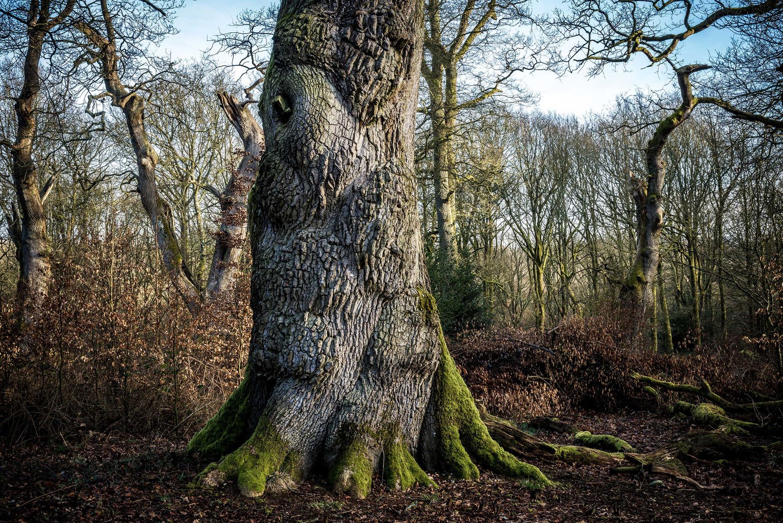 Savernake Forest, Wiltshire