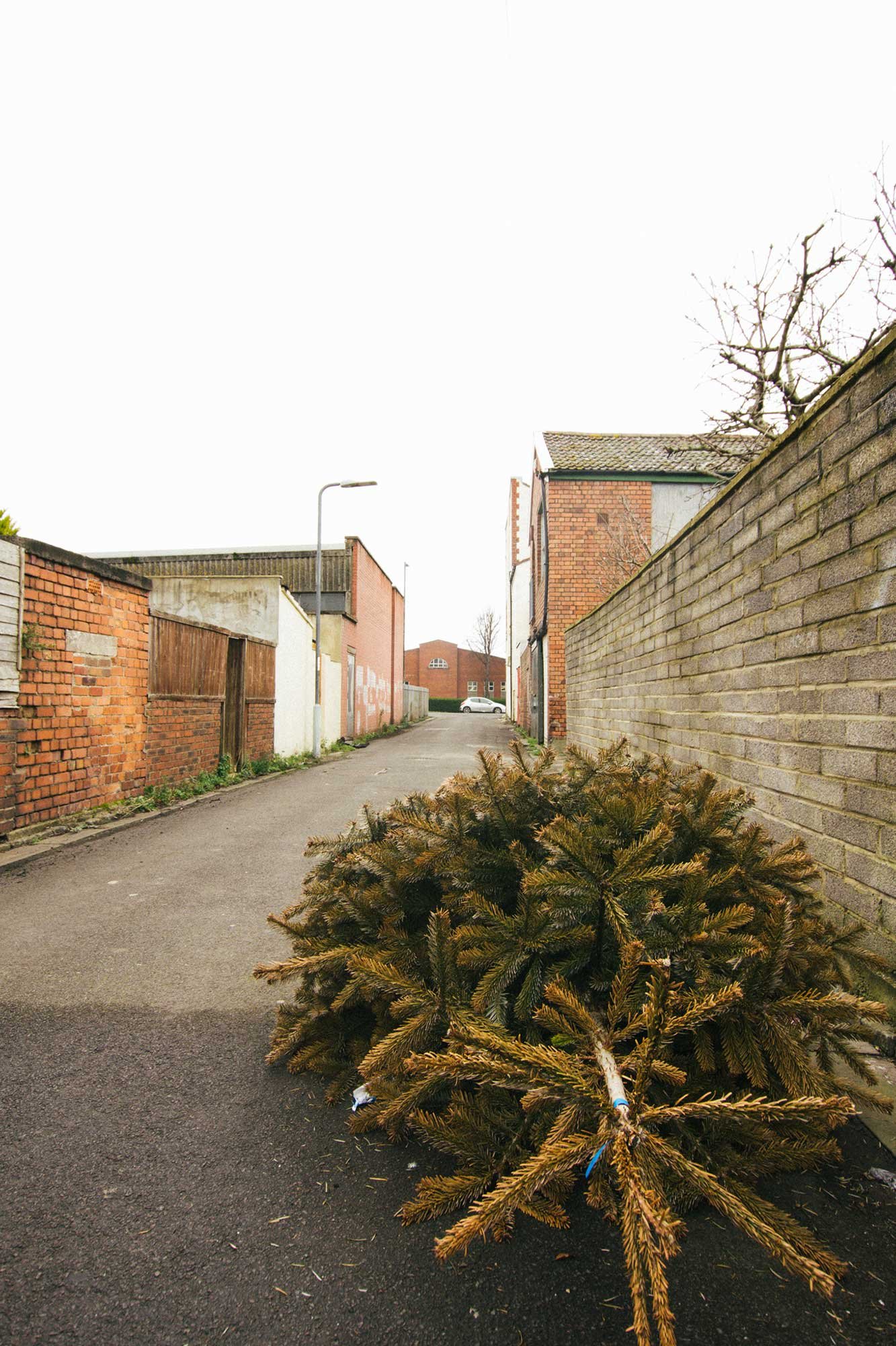 Discarded Christmas Tree