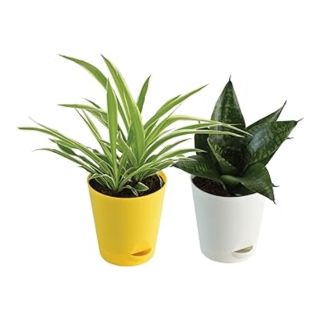 Up To 80% Off - Indoor Plants for Air Purifying !!
