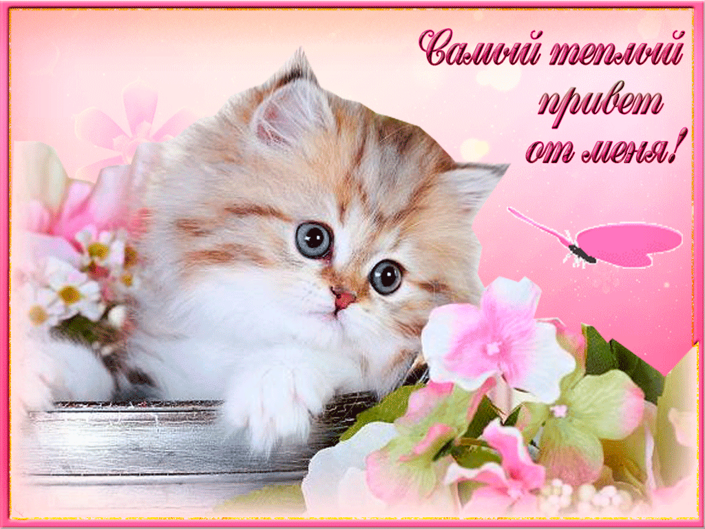 Замечательный совсем. Красивые открытки с котиками. Открытки с котиками хорошего настроения. Пожелание хорошего дня с котиками. Теплый привет.