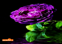 Фиолетовая роза открытка