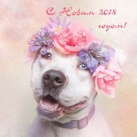 Картинка с новым годом 2018 год собаки