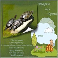 Красивая открытка с днем черепахи