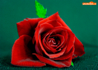 Красная роза от души с любовью