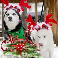 Новогодняя открытка 2018 год собаки фото