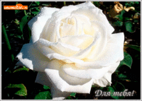 Шикарная белая роза