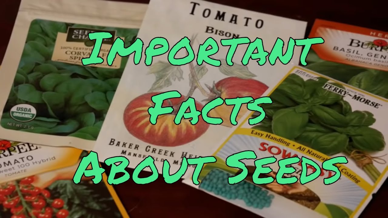 organic sunflower seeds benefits