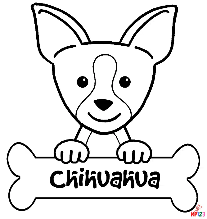 chihuahua17