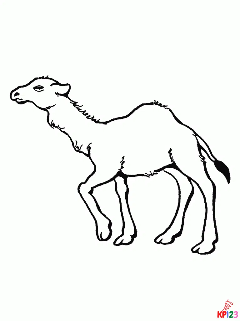 kameel 17