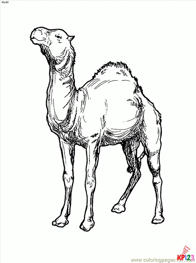 kameel 16