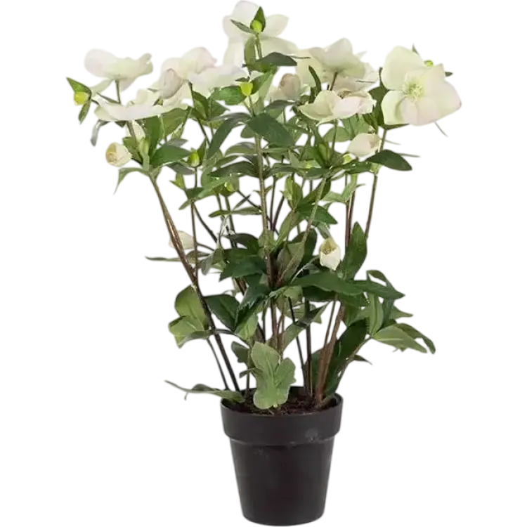 Mr Plant Helleborus I Kruka 55 cm Vit