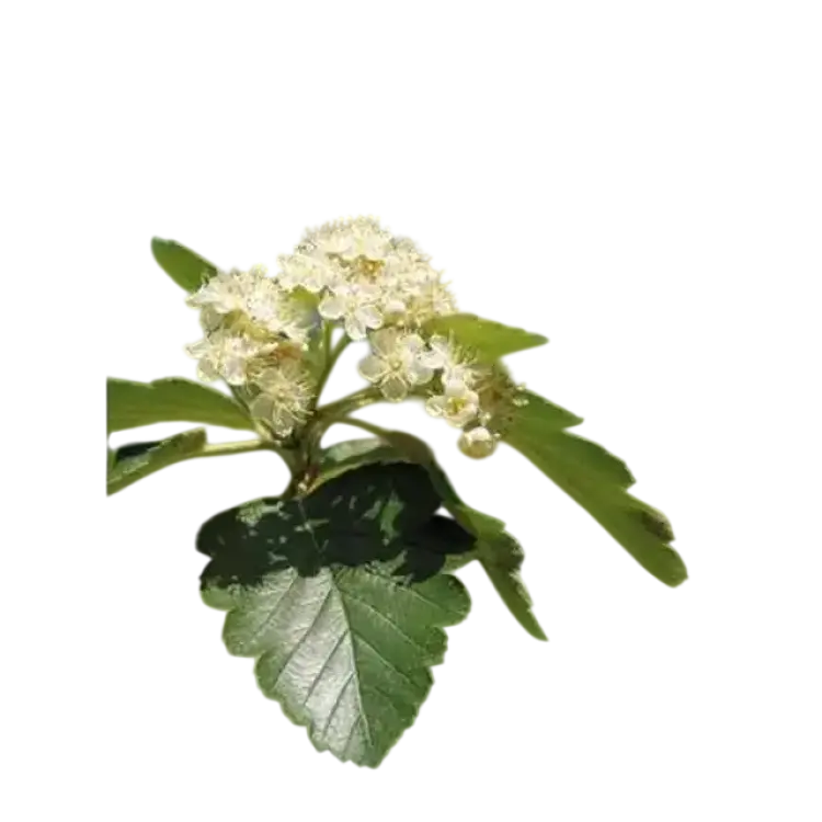 Piardino Oxel OMNIA Sorbus intermedia E