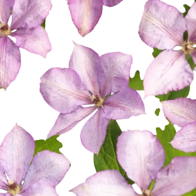 Clematis Margaret Hunt