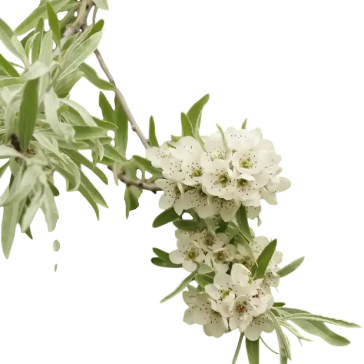 Omnia Garden Pyrus salicifolia Pendula, sh