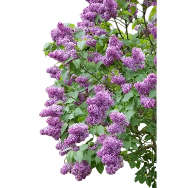 Syringa Vulgaris