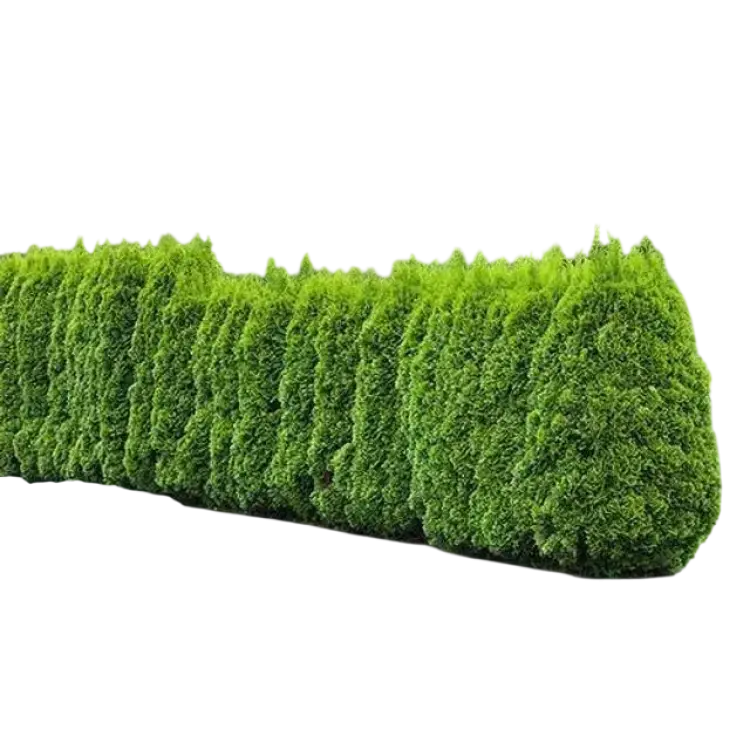 Tuja Thuja occidentalis 'Brabant' 100-pack