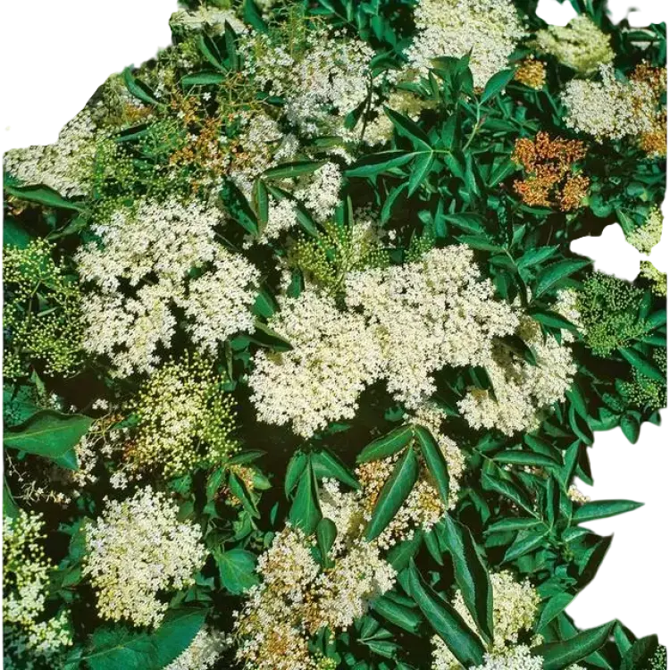 Omnia Garden Fläder Sambucus Nigra 20-40 cm