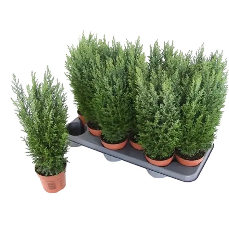 Jul-en Ädelcypress Ellwoodii 10.5 cm Kruka