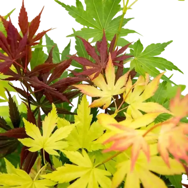 Acer Japansk Lönn Storlek 40 C3