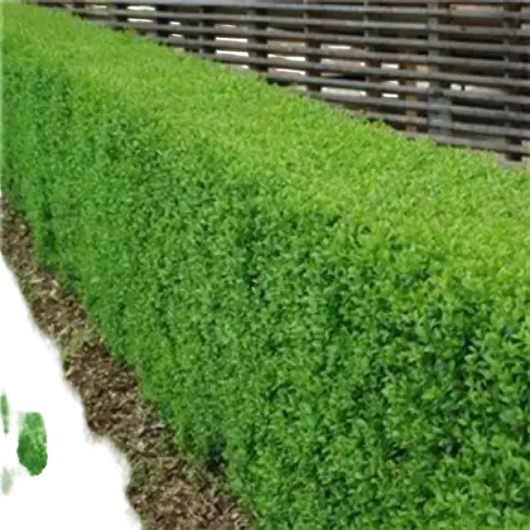 Evergreen Privet 10 pack