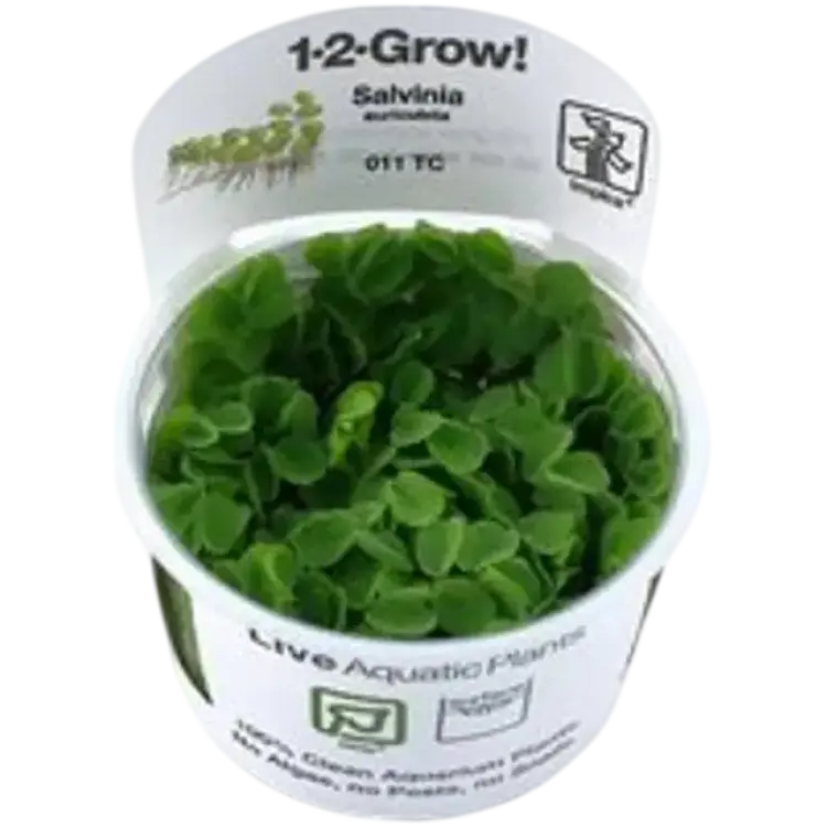 TROPICA In Vitro 1-2-grow Salvinia Auriculata