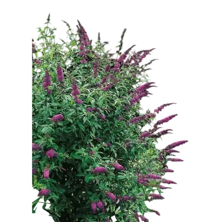 Buddleja Davidii 3 pack