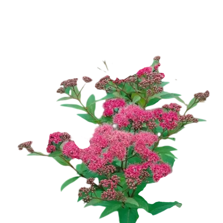 Omnia Garden Spiraea japonica 'Sapho', co, 20-p