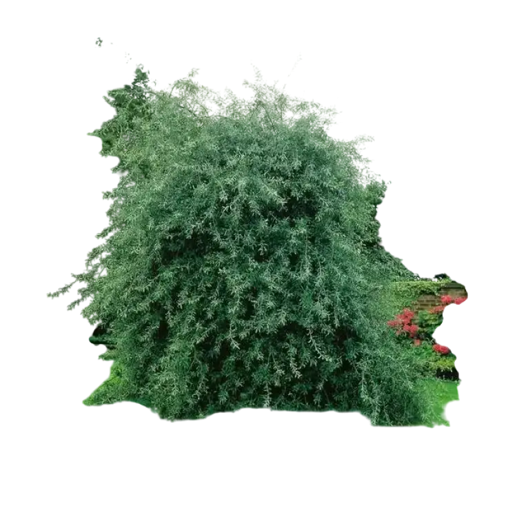 Pyrus Salicifolia Pendula