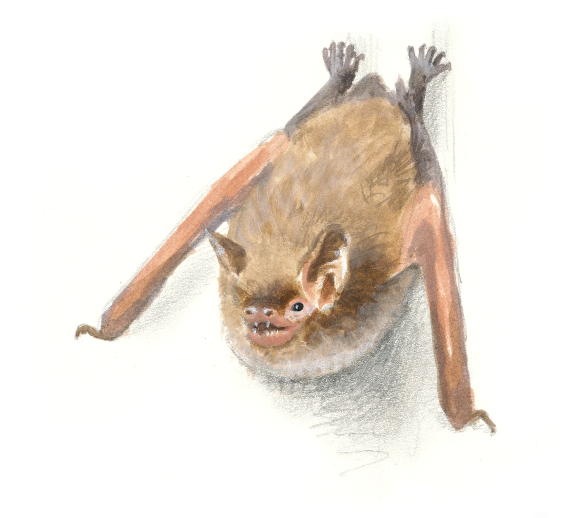 Watervleermuis