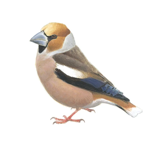 Appelvink