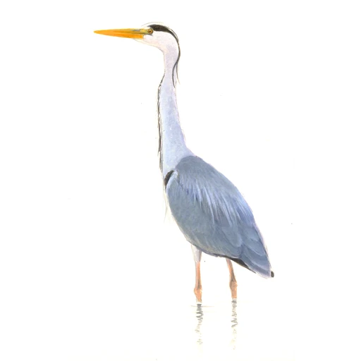 Blauwe Reiger