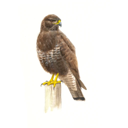 Buizerd