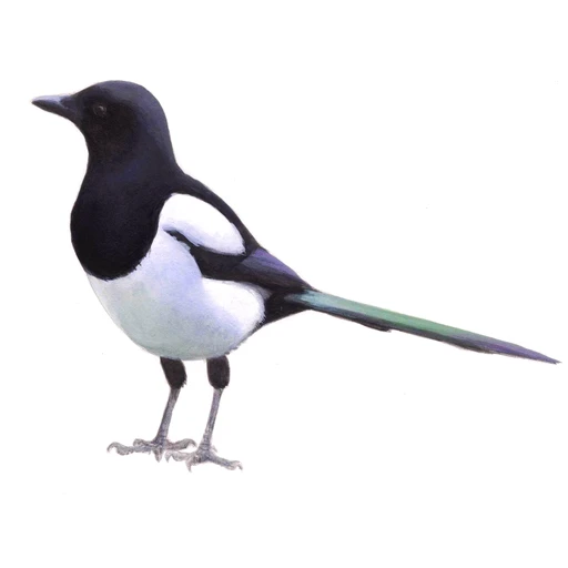 Ekster