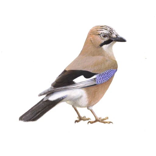 Gaai