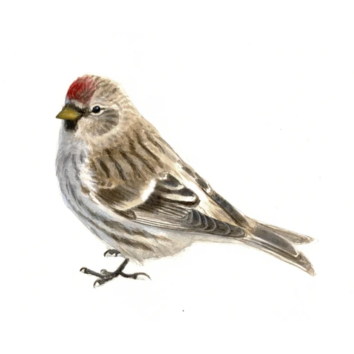 Grote Barmsijs