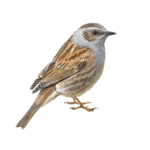 Heggenmus