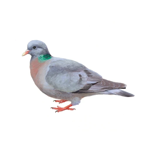 Holenduif