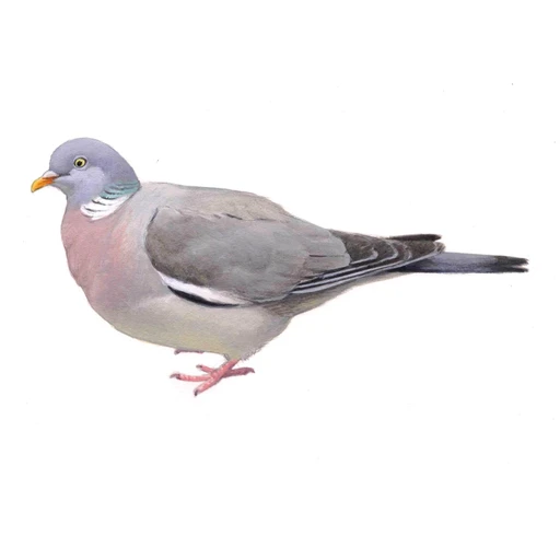 Houtduif