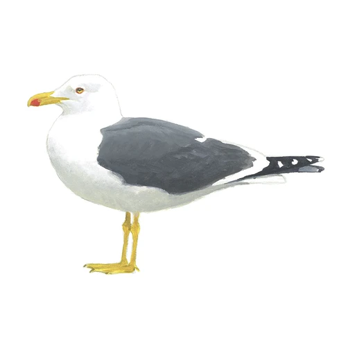 Kleine Mantelmeeuw