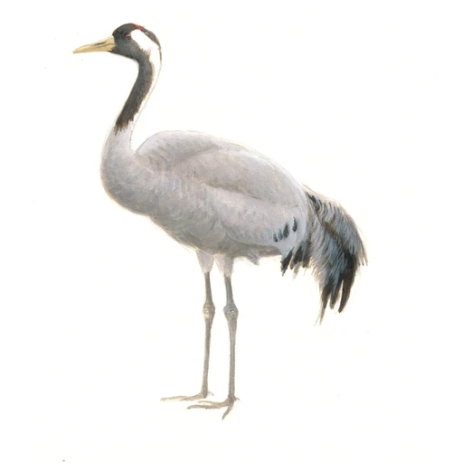 Kraanvogel