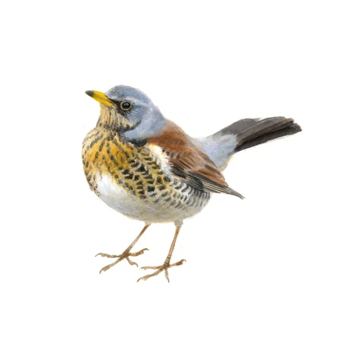 Kramsvogel