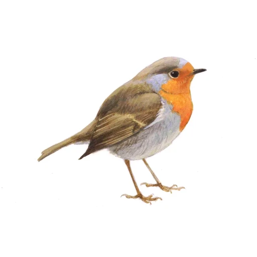Roodborst