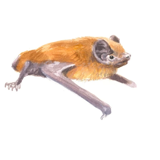 Rosse vleermuis