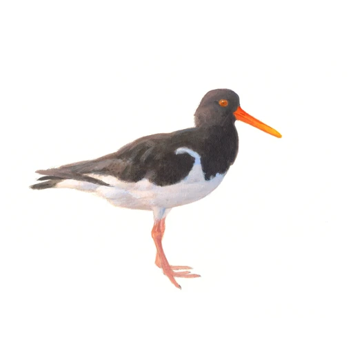 Scholekster